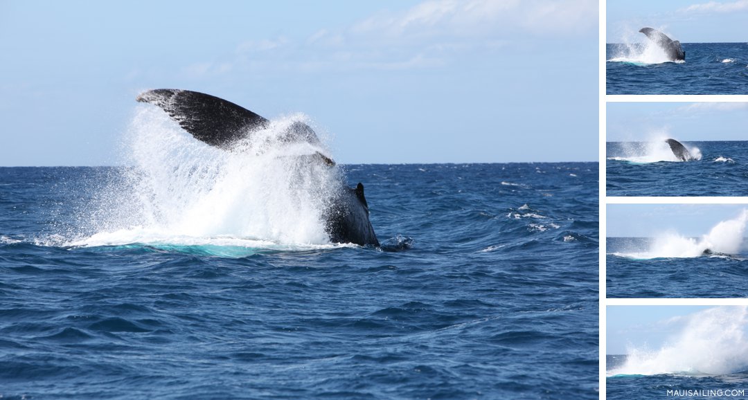 Maui whales