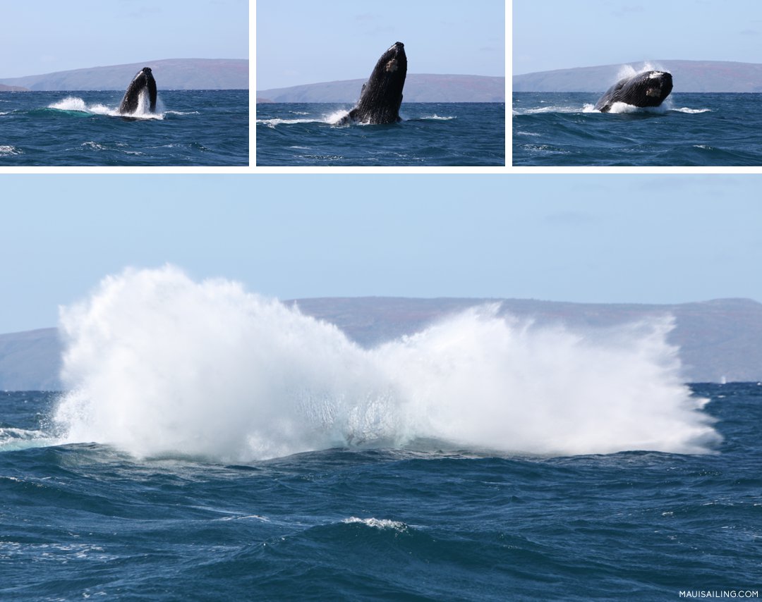 whale activity