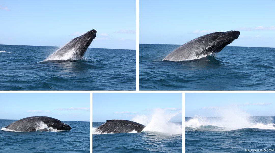 Humpback whales