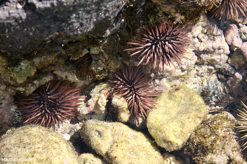 Maui Do Not Stand Reef