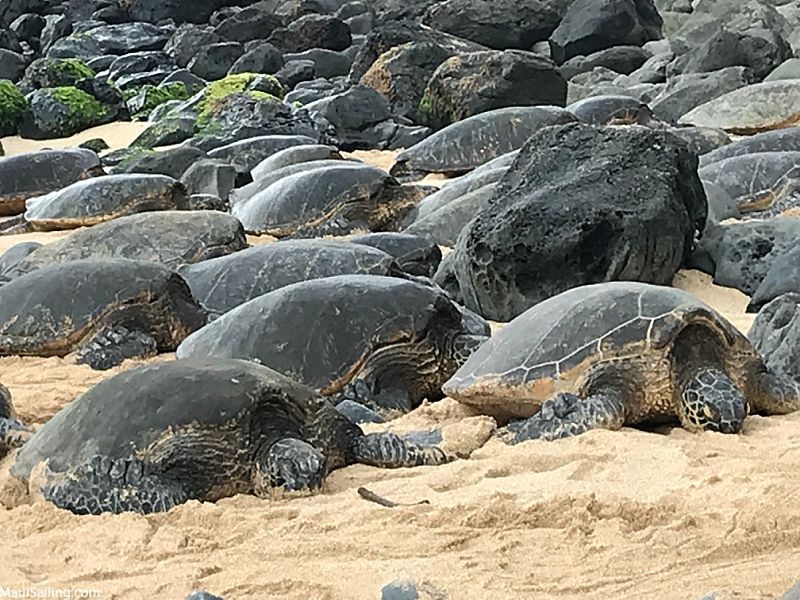 Maui Do Not Turtles