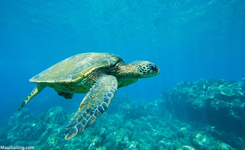 Top Maui Snorkeling Spots Sea Turtle