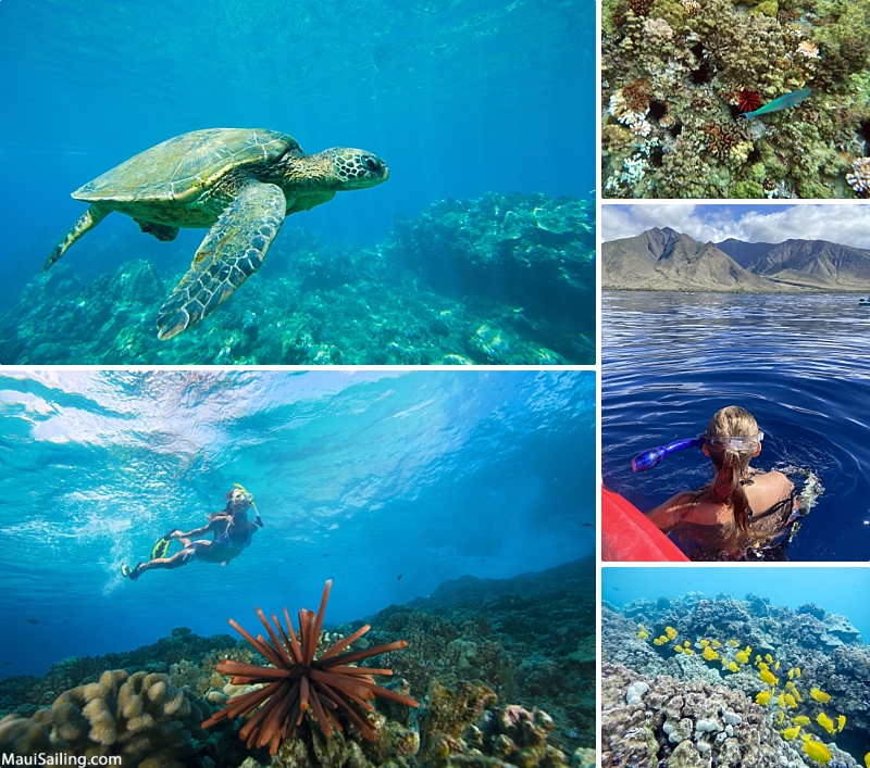 Top Maui Snorkeling Spots Wildlife