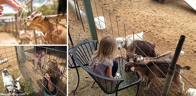 Maui With Kids Surfing Goat Dairy