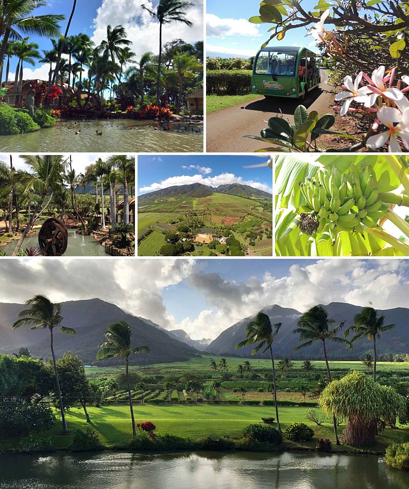 Maui With Kids Tropical Plantation