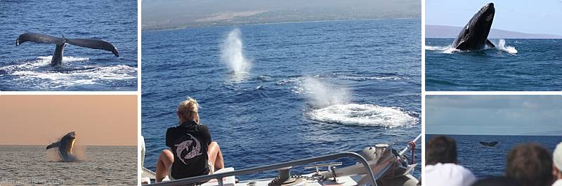 Maui With Kids Whale Tours
