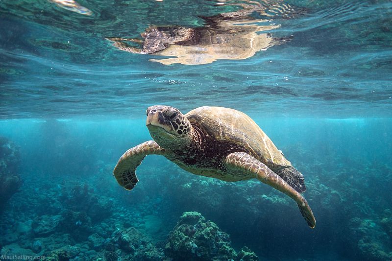 Maui Activites Sea Turtle