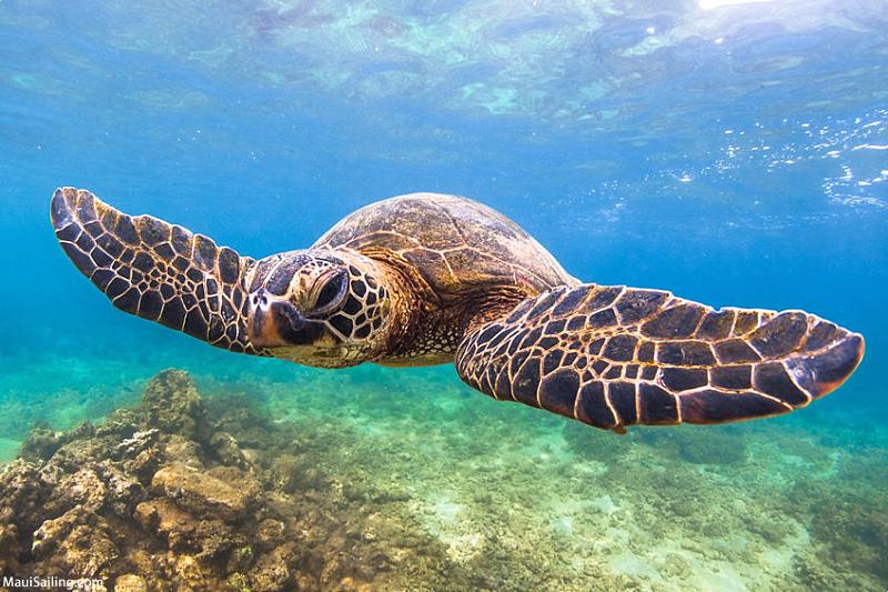 Maui Sea Turtle