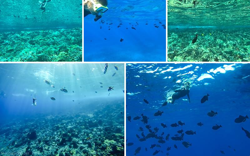 Molokini Snorkeling Tours Underwater